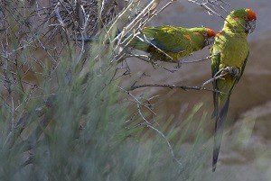 red-fronted-macaws-steve-huggins