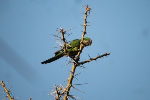 IMG_2231