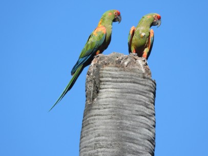Red Fronted Macaw