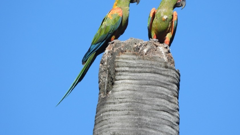 Red Fronted Macaw