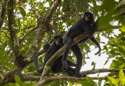 Primates Robert Wallace