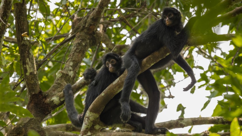 Primates Robert Wallace