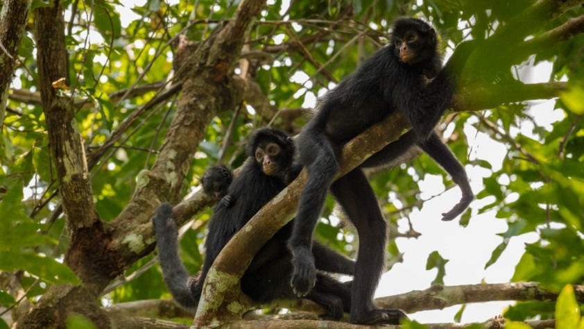 Primates Robert Wallace