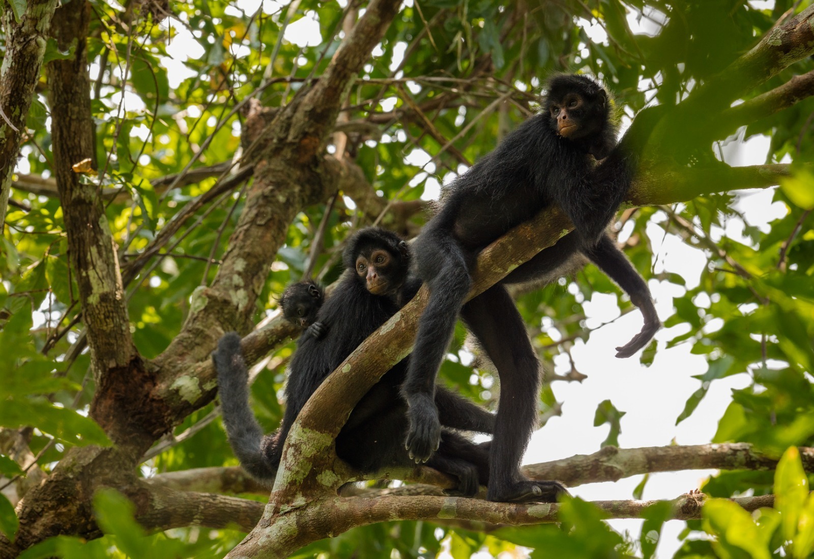 Primates Robert Wallace