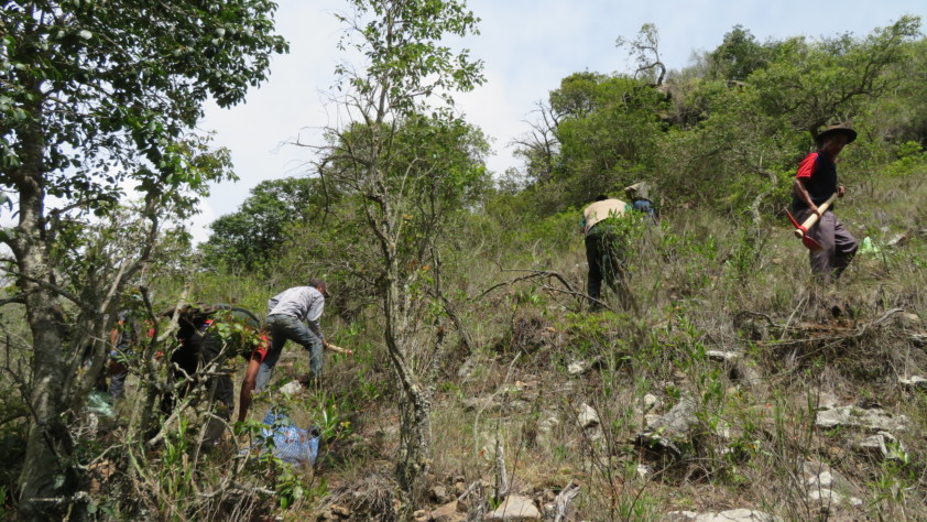 Molani and El Palmar community members planting Janchicoco palm seeds. Guido Saldaña, Armonía