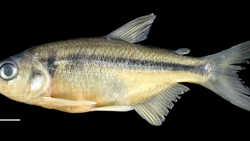 Oligosarcus schindleri