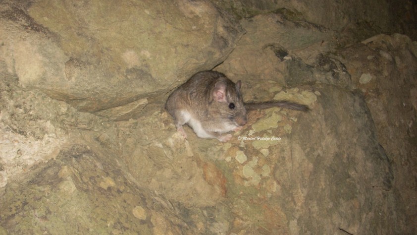La rata chinchilla boliviana (Abrocoma boliviensis)