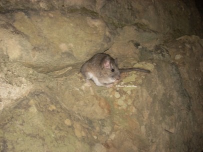 rata chinchilla boliviana (Abrocoma boliviensis)